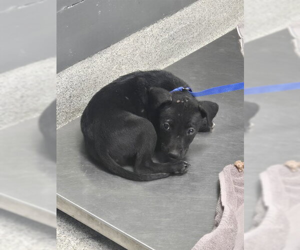 Medium Photo #1 Labrador Retriever-Unknown Mix Puppy For Sale in Tallahassee, FL, USA