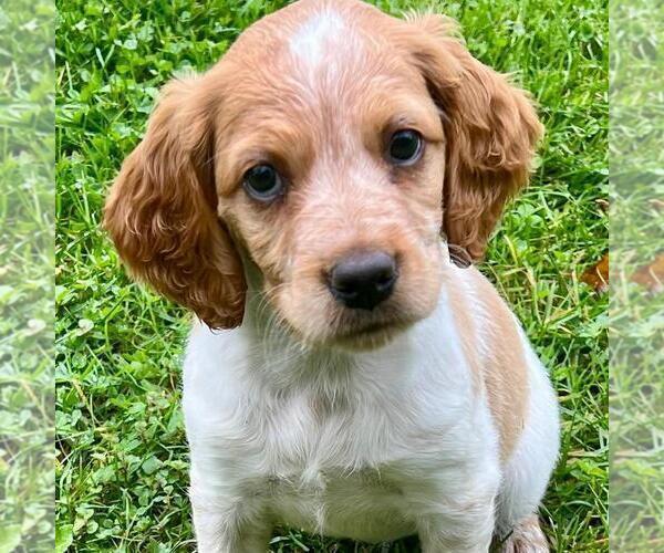 Medium Photo #21 Brittany Puppy For Sale in BERKSHIRE, NY, USA