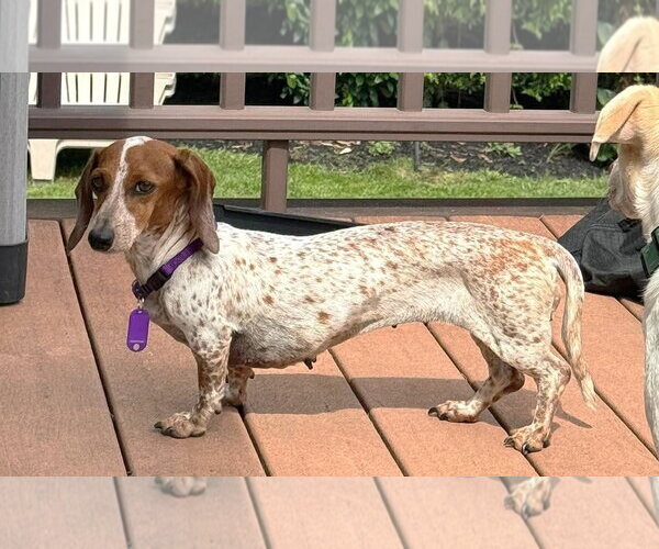 Medium Photo #14 Dachshund Puppy For Sale in Boonton, NJ, USA