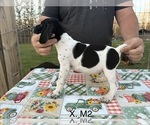 Puppy Puppy 3 German Shorthaired Pointer