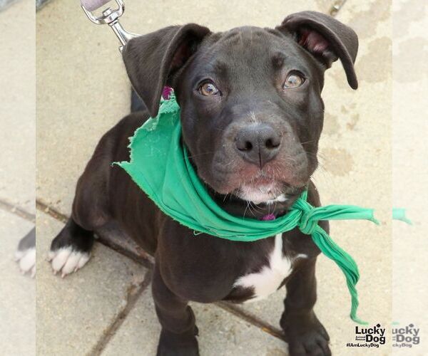 Medium Photo #7 Labrador Retriever-Unknown Mix Puppy For Sale in Washington, DC, USA