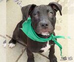 Small #6 Labrador Retriever Mix