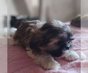 Shih Tzu Puppy for sale in REEDSBURG, WI, USA