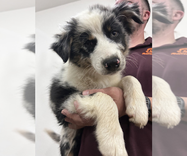 Medium Photo #3 Australian Shepherd Puppy For Sale in TYLER, TX, USA