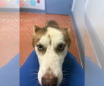 Small #4 Huskies  Mix