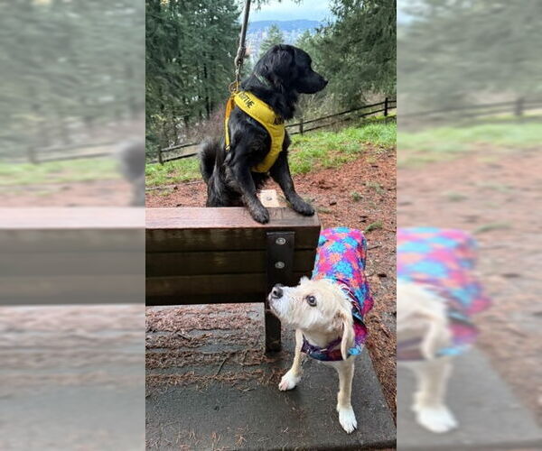 Medium Photo #5 Chihuahua-Colonial Cocker Spaniel Mix Puppy For Sale in Milwaukie, OR, USA