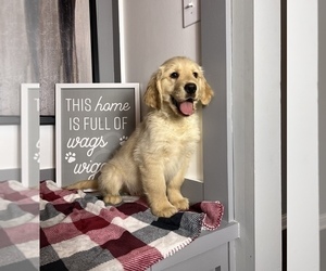 Golden Retriever Puppy for sale in FRANKLIN, IN, USA