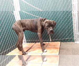Mastiff-Unknown Mix Dogs for adoption in Downey, CA, USA