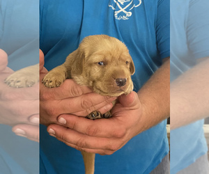 Labrador Retriever Puppy for sale in HUMBOLDT, TN, USA