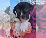 Small #1 American Pit Bull Terrier-Labrador Retriever Mix