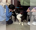 Small #7 Labrador Retriever Mix