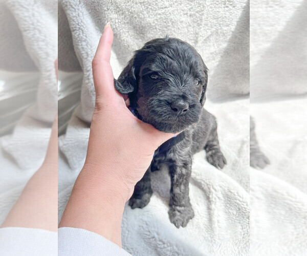 Medium Photo #6 Goldendoodle Puppy For Sale in RENO, NV, USA