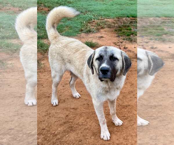 Medium Photo #12 Anatolian Shepherd-Great Pyrenees Mix Puppy For Sale in Higley, AZ, USA