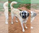 Small #11 Anatolian Shepherd-Great Pyrenees Mix
