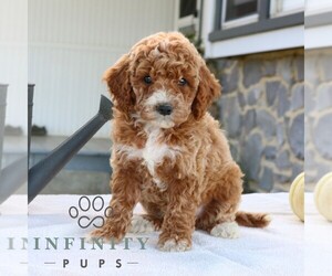 Goldendoodle (Miniature) Puppy for sale in EPHRATA, PA, USA