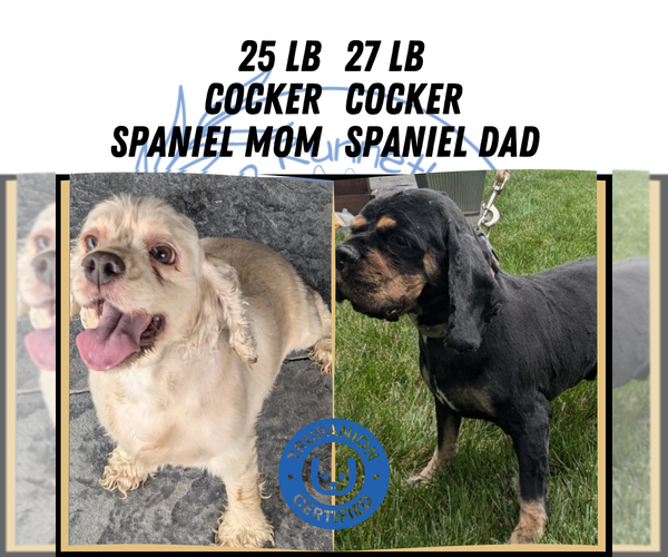 Medium Photo #19 Cocker Spaniel Puppy For Sale in GOSHEN, IN, USA