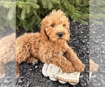 Small Photo #2 Cockapoo Puppy For Sale in MIDDLEBURY, IN, USA
