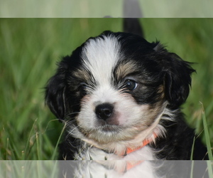 Auss-Tzu Puppy for sale in PALM COAST, FL, USA