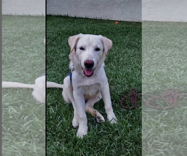 Medium Photo #3 Labrador Retriever-Unknown Mix Puppy For Sale in San Diego, CA, USA