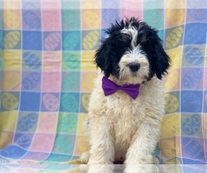 Bernedoodle Puppy for sale in LANCASTER, PA, USA