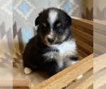 Small #7 Shel-Aussie