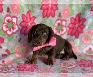 Dachshund Puppy for sale in LANCASTER, PA, USA