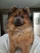 Small #12 Chow Chow