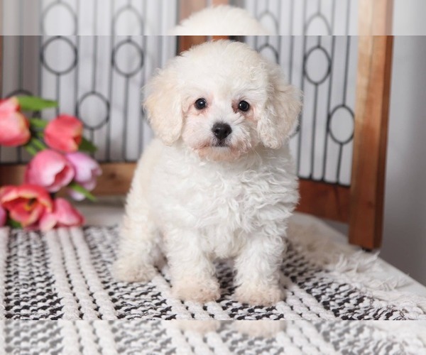 Medium Photo #4 Poodle (Toy) Puppy For Sale in NAPLES, FL, USA