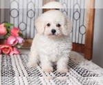 Small Photo #4 Poodle (Toy) Puppy For Sale in NAPLES, FL, USA