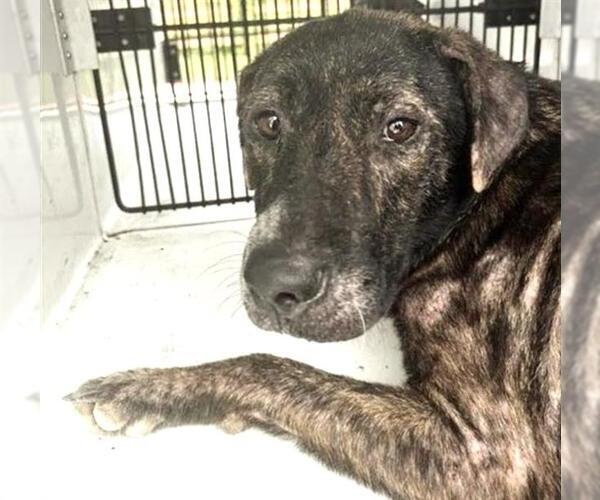 Medium Photo #2 Plott Hound-Unknown Mix Puppy For Sale in Houston, TX, USA