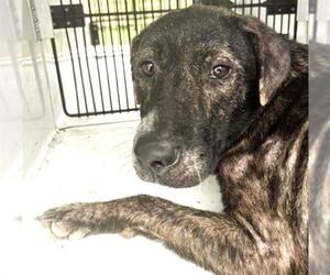A661952 - Female Plott Hound-Unknown Mix Dog for Adoption - Photo #2