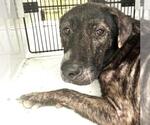 Small Photo #2 Plott Hound-Unknown Mix Puppy For Sale in Houston, TX, USA
