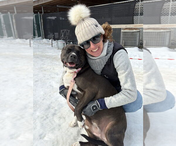Medium Photo #7 Labrador Retriever-Unknown Mix Puppy For Sale in Brewster, NY, USA