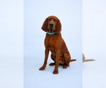 Small #1 Redbone Coonhound
