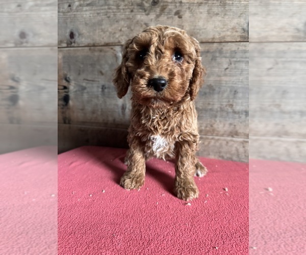 Medium Photo #6 Goldendoodle (Miniature) Puppy For Sale in VERMONTVILLE, MI, USA