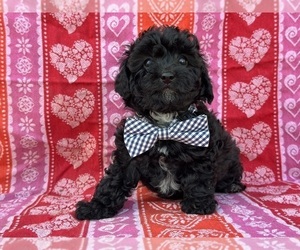 Poodle (Toy)-Yorkshire Terrier Mix Puppy for sale in LANCASTER, PA, USA
