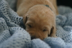 Small #17 Golden Labrador