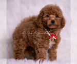 Small Photo #95 Maltipoo (Miniature) Puppy For Sale in WARSAW, IN, USA