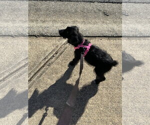 Dixie II - Female Cocker Spaniel-Unknown Mix Dog for Adoption - Photo #3