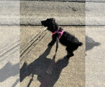 Small Photo #3 Cocker Spaniel-Unknown Mix Puppy For Sale in Ball Ground, GA, USA