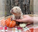 Small #16 Goldendoodle