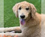 Small #3 Labrador Retriever