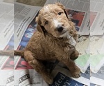 Small #13 Goldendoodle