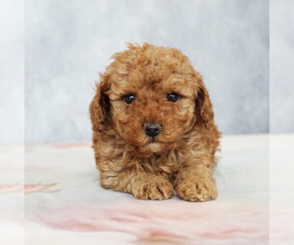 Medium Photo #11 Poodle (Toy) Puppy For Sale in COATESVILLE, PA, USA