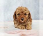 Small #2 Poodle (Toy)