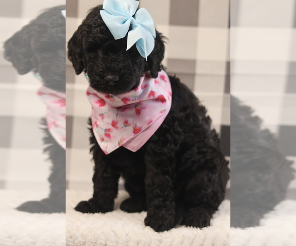 Medium Photo #1 Goldendoodle-Poodle (Standard) Mix Puppy For Sale in MANCHESTER, CT, USA