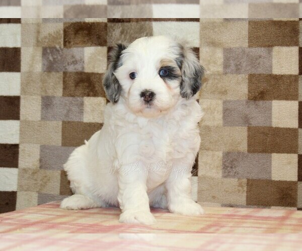 Medium Photo #5 Bernedoodle (Miniature) Puppy For Sale in DENVER, PA, USA