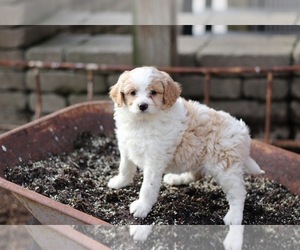 Medium Pom-A-Poo