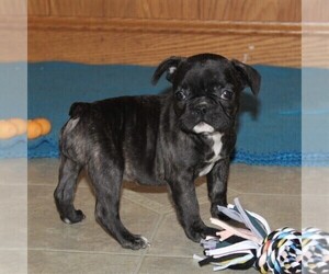 French Bulldog Puppy for sale in HOLTWOOD, PA, USA