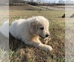 Small Photo #20 English Cream Golden Retriever Puppy For Sale in DEARBORN, MO, USA